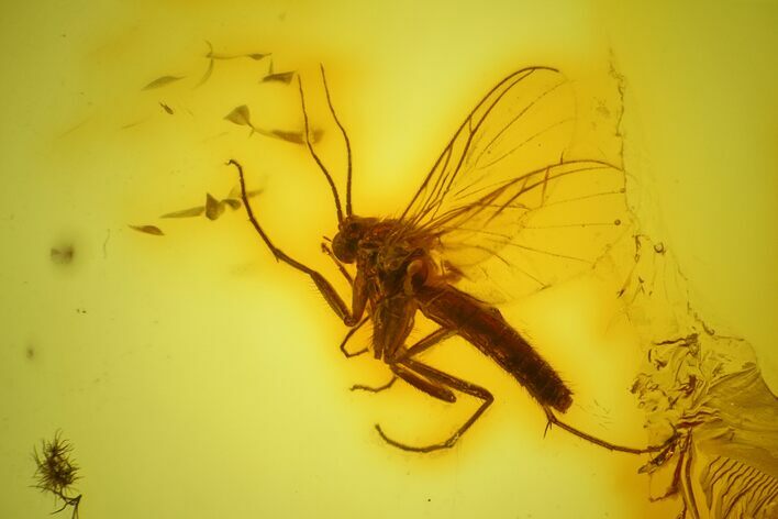 Detailed Fossil Fly (Diptera) In Baltic Amber #145478